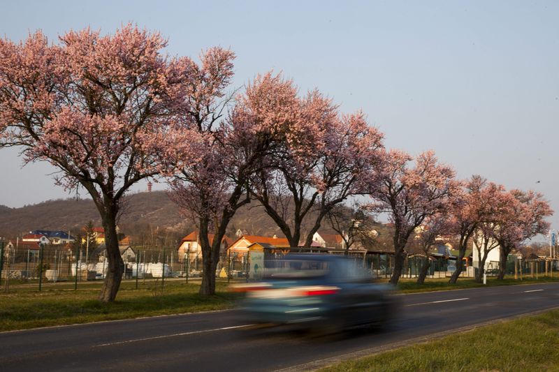 Virágzó mandulafák Balatongyöröknél