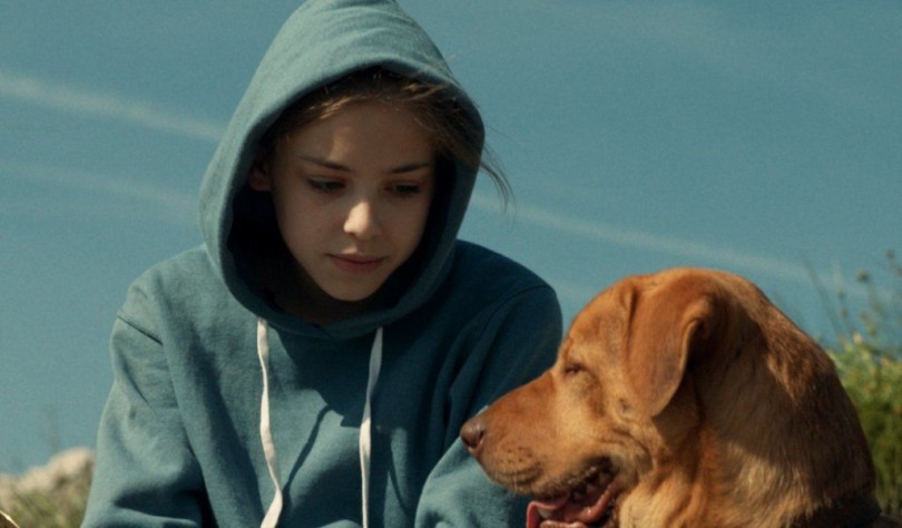 Az észak-amerikai mozikban is játszák a Fehér Istent