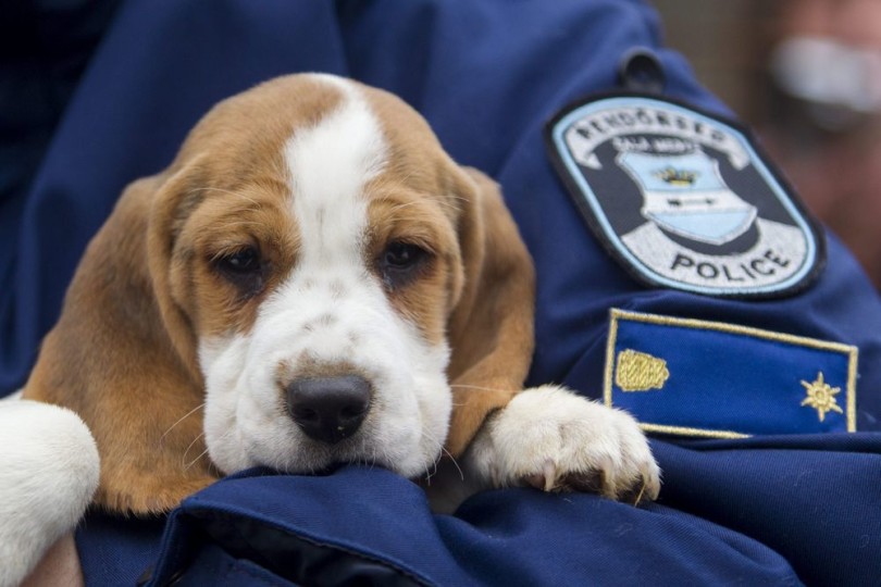 21 kölyökkutyát foglaltak le a letenyei határátkelõn