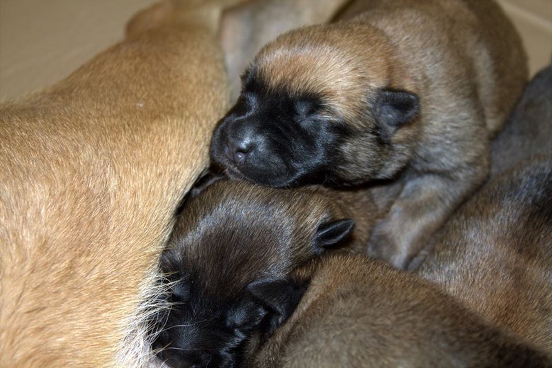 A rendőrség újoncai