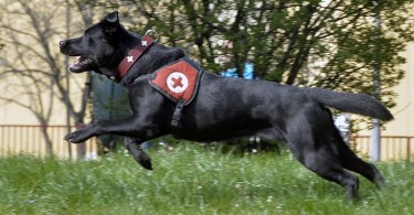 A világ egyik legjobb mentőkutyája lett Drazsé