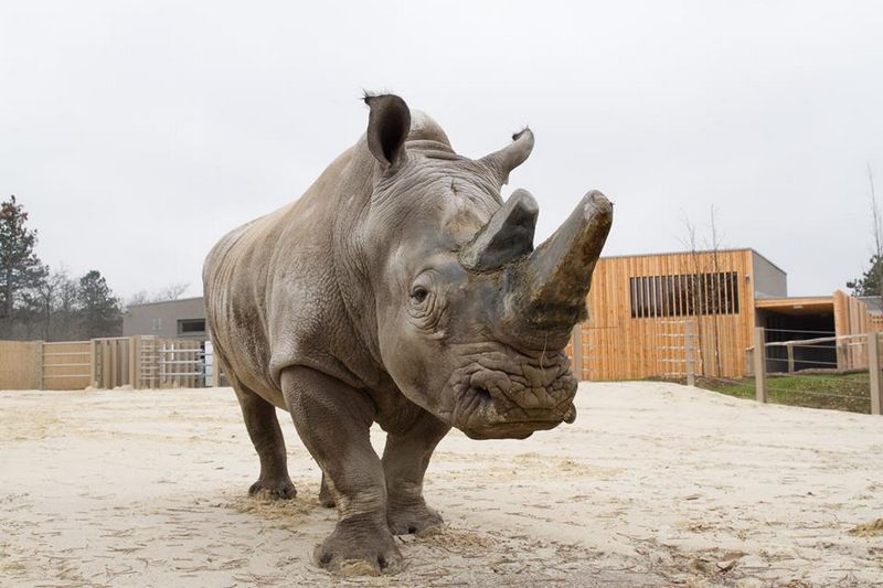 Szép, új otthonnal fogadják mától a látogatókat a Veszprémi Állatkert orrszarvúi. Fotó: Veszprémi Állatkert