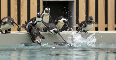 Átadták a vizes élõvilágot bemutató látványmedencéket