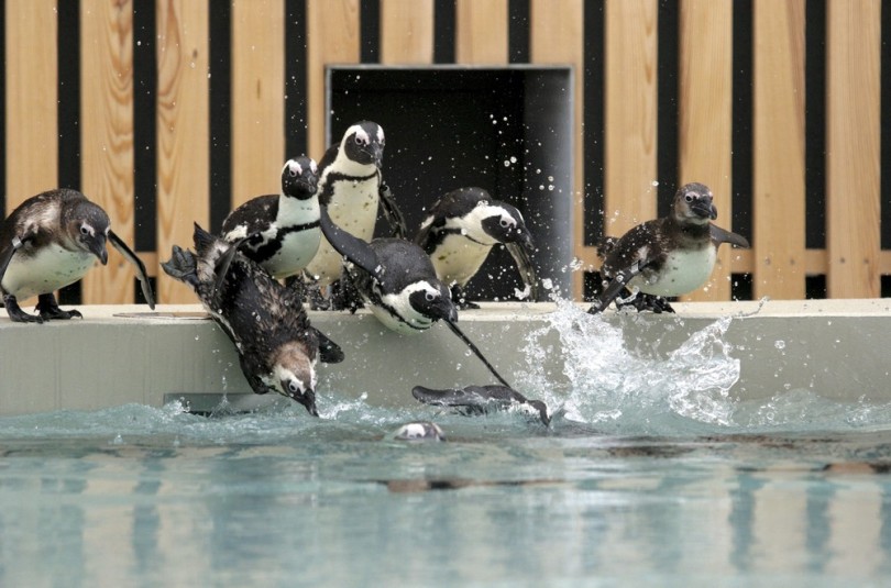 Átadták a vizes élõvilágot bemutató látványmedencéket