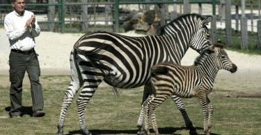 A veszprémi állatkert új zebracsikója