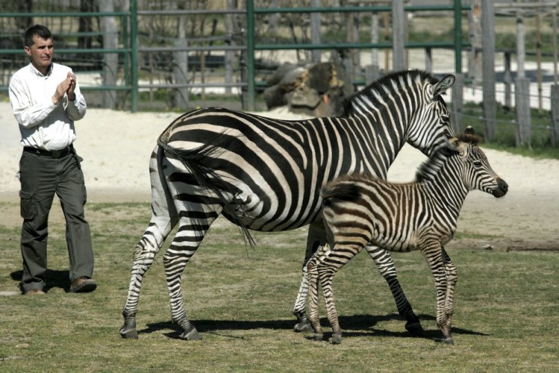A veszprémi állatkert új zebracsikója
