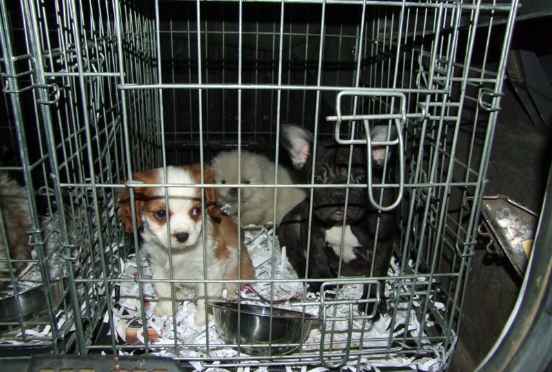 Kutyacsempészeket fogtak a letenyei rendőrök