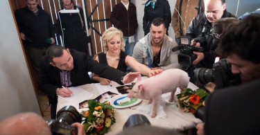 Miss Zselicvölgye a disznóól szépe