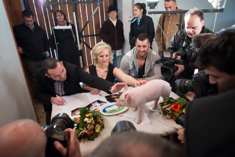 Miss Zselicvölgye a disznóól szépe