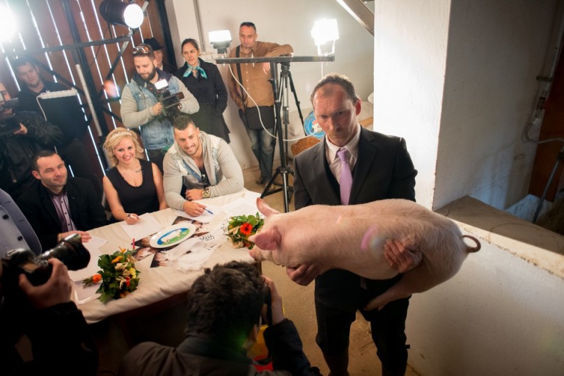 Miss Zselicvölgye a disznóól szépe