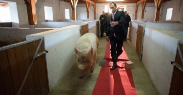 Miss Zselicvölgye a disznóól szépe