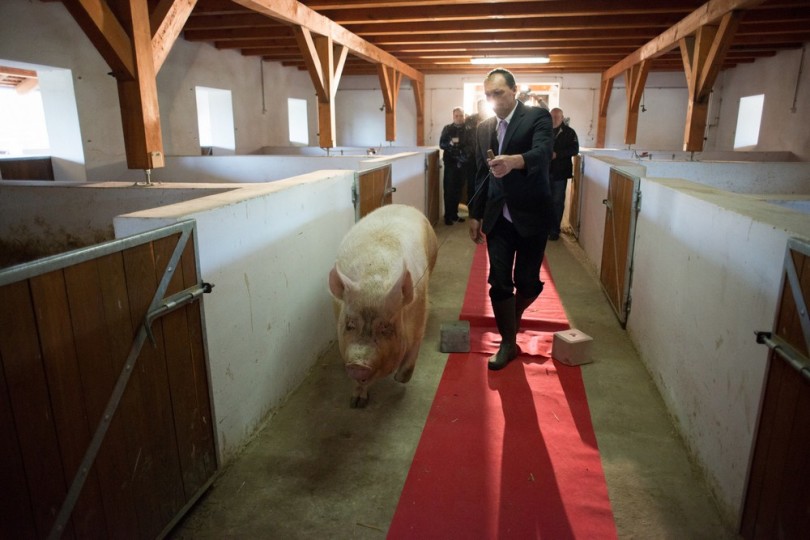 Miss Zselicvölgye a disznóól szépe