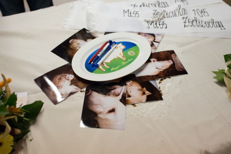 Miss Zselicvölgye a disznóól szépe