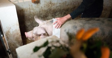 Miss Zselicvölgye a disznóól szépe