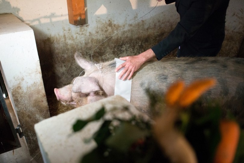 Miss Zselicvölgye a disznóól szépe