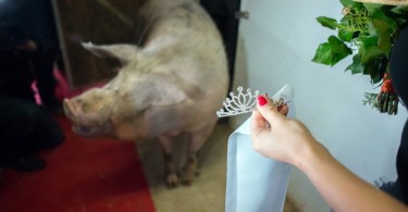 Miss Zselicvölgye a disznóól szépe