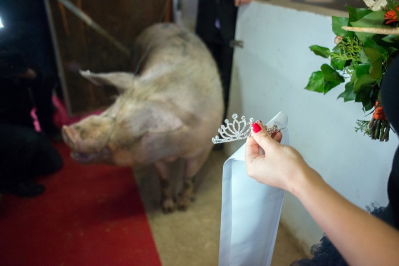 Miss Zselicvölgye a disznóól szépe