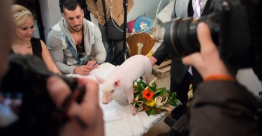 Miss Zselicvölgye a disznóól szépe