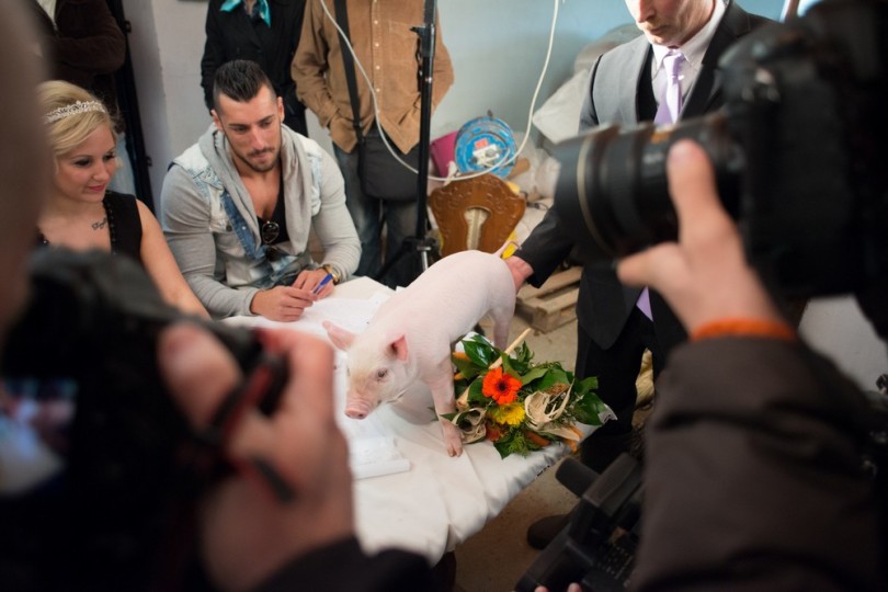 Miss Zselicvölgye a disznóól szépe