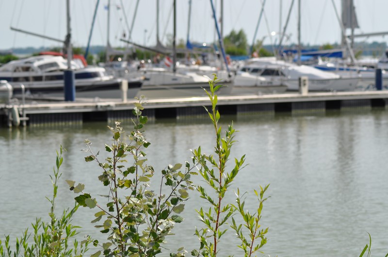 Pár napja észlelhető a jelenség a Balaton vizének felszínén, elsősorban hajókikötők, strandok és természetes öblök területén.