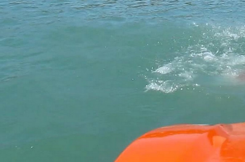 Vízibicikliről ugrás a Balatonba
